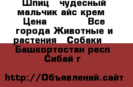 Шпиц - чудесный мальчик айс-крем › Цена ­ 20 000 - Все города Животные и растения » Собаки   . Башкортостан респ.,Сибай г.